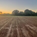 Early morning shot of the cover crop mix coming up