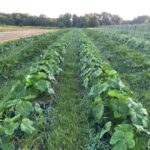 The okra was planted late but it's coming on strong. You can also see the freshly mowed Teff grass in the pathways