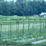 The birds love the army worm invasion. The humans, not so much.