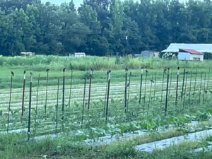 The birds love the army worm invasion. The humans, not so much.