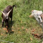 Happy bucks with their carrot treats