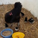 This hen snuck off and hatched seven little chicks. Josephine caught them all and moved them to a safe space