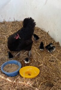 This hen snuck off and hatched seven little chicks. Josephine caught them all and moved them to a safe space