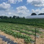 A picture of our late summer section coming to your CSA or farmers market melons, okra butternut squash and more