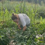 Katherine harvesting peppers in the high tunnel