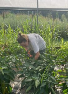 Katherine harvesting peppers in the high tunnel