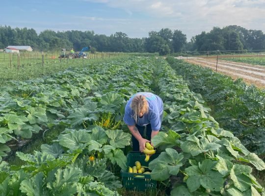 Bounty of the Summer Farm