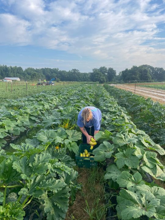 Bounty of the Summer Farm