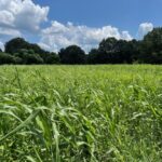 The summer cover crop has benefited from all the rain. Currently sitting at about 3 foot should easily reach 6 to 8 foot by the time it gets mowed and disked in.