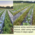 A before and after image of the destruction caused by the armyworms