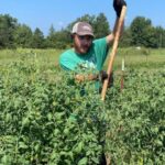 Joseph trellising field tomatoes.