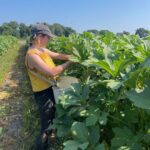 Finally the okra is starting to produce. Here Meg is picking okra into fruit harvesting basket hanging on her shoulders.