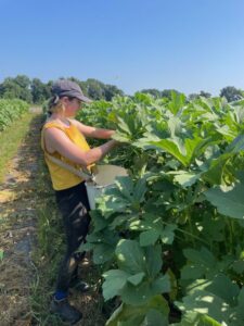 Finally the okra is starting to produce. Here Meg is picking okra into fruit harvesting basket hanging on her shoulders.