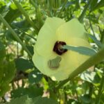 Little green frog just waiting for some small pollinator to come along