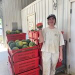 Watermelons are ripe. Meg picked over 250 of them today