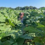 This is what it looks like when Kayla goes to pick okra, its a good foot taller than her.