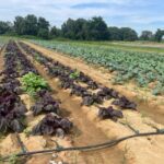 These red Napa cabbages don't like the warm afternoons but as the days cool they'll perk up