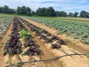 These red Napa cabbages don't like the warm afternoons but as the days cool they'll perk up