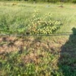 We had a handful of apple tree blow over in the winds from Francine.