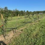 Here are a few apple trees we had to support after the rains and wind