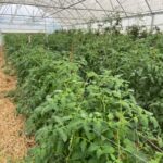 Lots of tomatoes still growing in the high tunnels