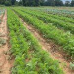 Carrots are coming along nicely. These three beds should be ready in about a month.