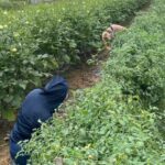 Monica and Meg picking Juliet tomatoes