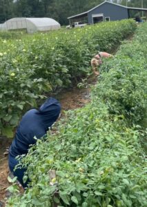 Monica and Meg picking Juliet tomatoes