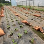 Here we have celery in the bed on the left and fennel in the two beds to the right