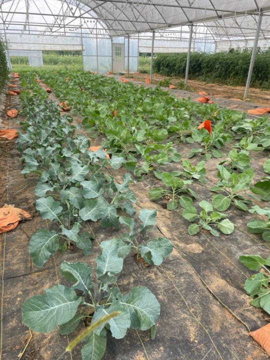 What and Why We Grow in High Tunnels