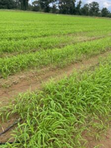 Our spring beds are covered in all sorts of grasses. It's time to cover them with tarps until spring planting in 2025