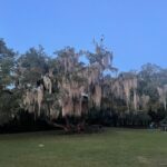 Spanish Moss at day break City Park New Orleans