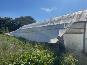 Pulling shade cloth off the high tunnels