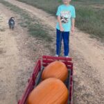 Cooper harvested two really big pumpkins from our little test patch