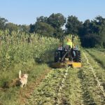 Randy mowing down one of two patches of okra