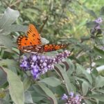 Butterfly on a Vitex (Chaste Tree)