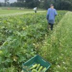 Meg (foreground) and Monica picking squash