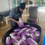 Robin washing the purple Napa cabbages