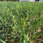 Winter cover crop mix of winter oats and winter peas