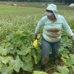 Monica picking some of the last squash of 2024