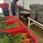 Robin spraying and cleaning carrots