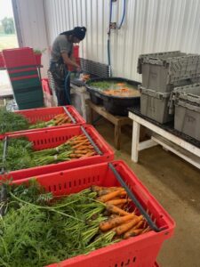 Robin spraying and cleaning carrots