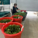 Connie weighing and packing salad mix for the CSA