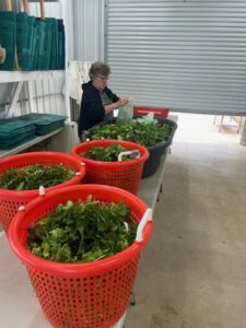 Connie weighing and packing salad mix for the CSA