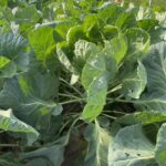 Brussels sprouts growing in the high tunnel