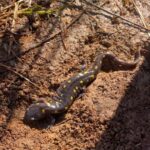 A spotted salamander found near the pond under piece of plywood. The plywood is left in place as a friendly hideout for salamanders