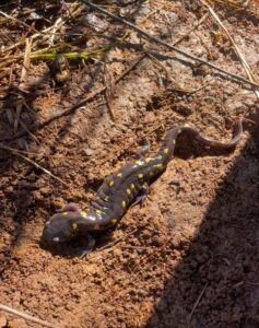 A spotted salamander found near the pond under piece of plywood. The plywood is left in place as a friendly hideout for salamanders