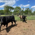 Three of the four cows have been caught.
