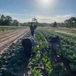 Harvesting greens in the early morning sun