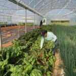 Monica harvesting chard for the CSA